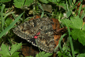 red underwing (Catocala nupta)