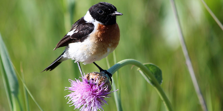 Schwarzkehlchen (<i>Saxicola rubicola</i>) Foto: S. Weking