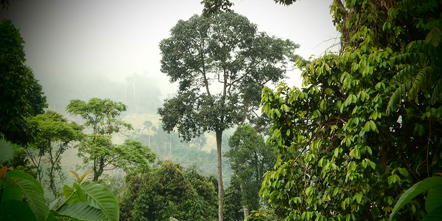Wald in Zentral-Vietnam Foto: M. Schultz