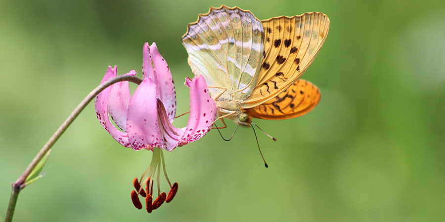 Silver-washed fritillary (<i>Argynnis paphia</i>) Photo: S. Weking