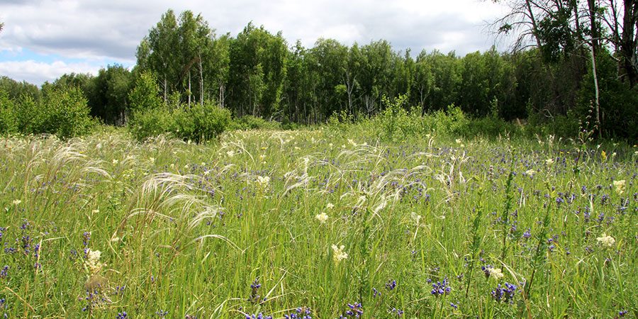 Meadow steppe with meadowsweet flowers, Siberia Photo: W. Mathar