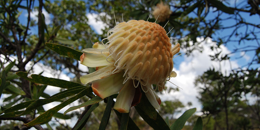 Angola Flower (<i>Protea gaguedi</i>) Photo: R. Rasmus