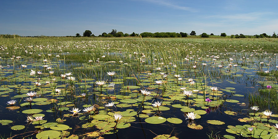 Lake ecosystem with aquatic plants (<i>Nymphaea nouchali</i>) in Okavango Delta, Botswana Photo: R. Rasmus
