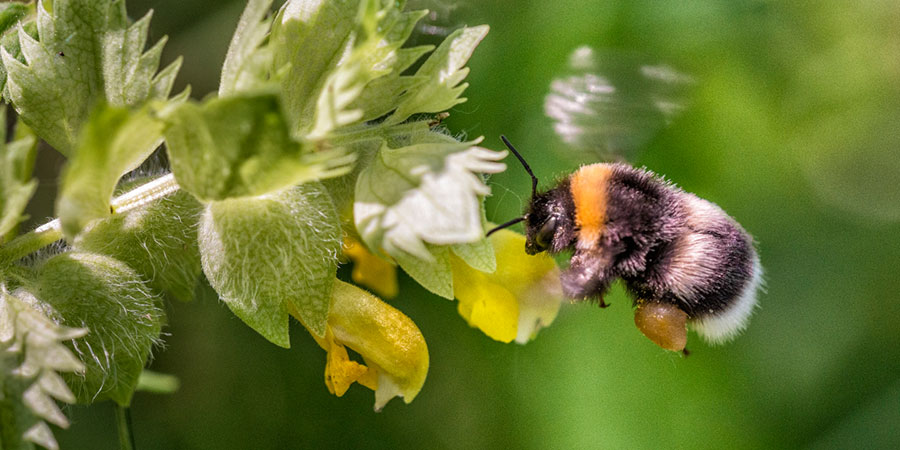 Die Umwelt profitiert durch die Bestäubung Foto: André Künzelmann\UFZ