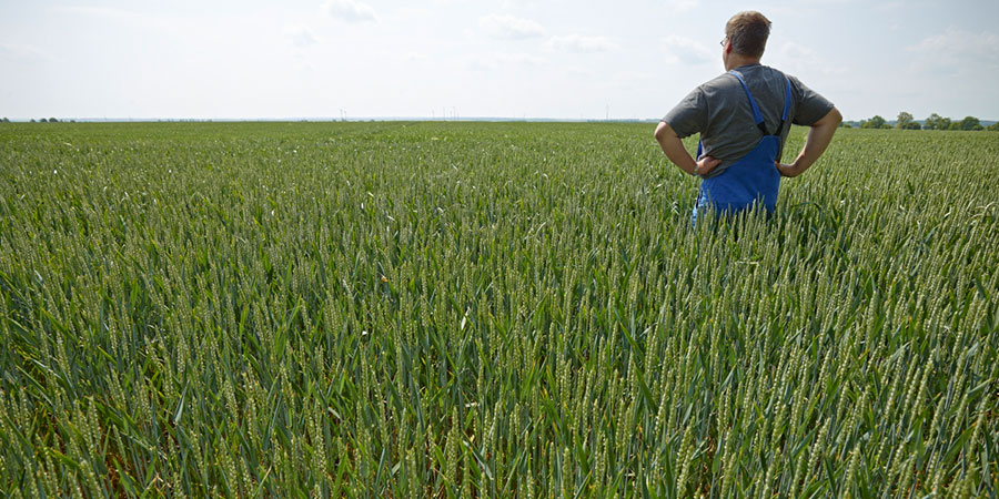 Agricultural landscape in Germany Photo: A. Künzelmann/ UFZ