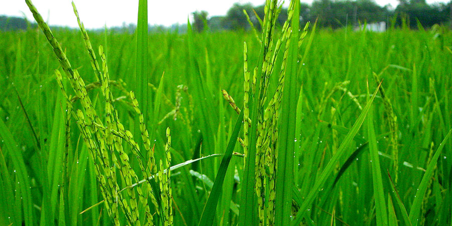 Rice paddy in Central Vietnam Photo: D. Meinardi