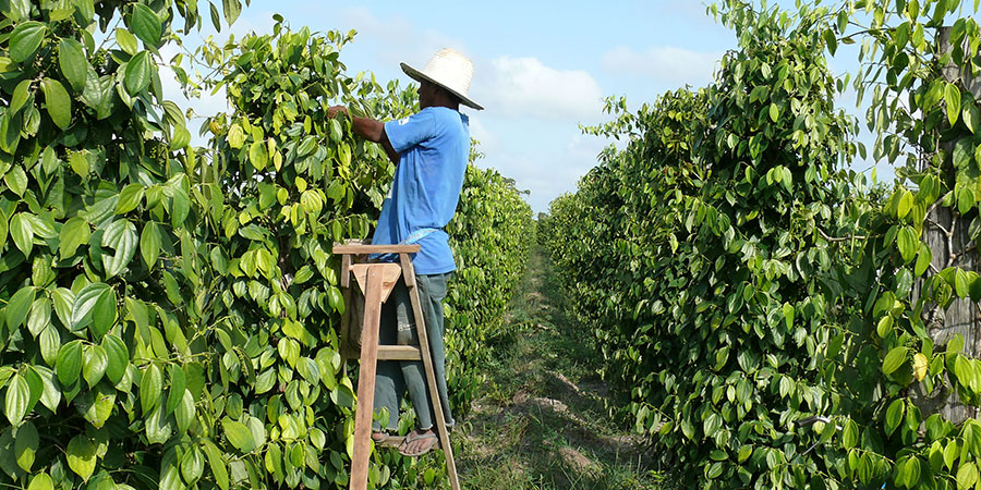 Harvesting Mato Grosso in Brazil Photo: S. Hohnwald