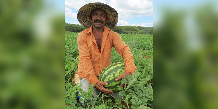 Watermelon field in Brazil Photo: M. Guschal