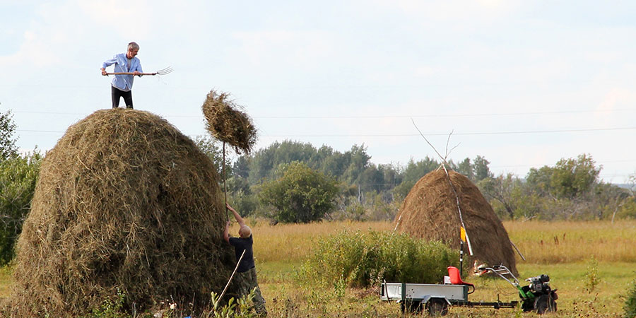 Hay as animal fodder in Siberia Photo: I. Kühling