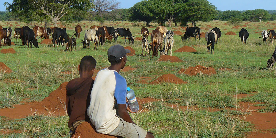 Zebu-Tierhaltung in Madagaskar Foto: S. Kobbe