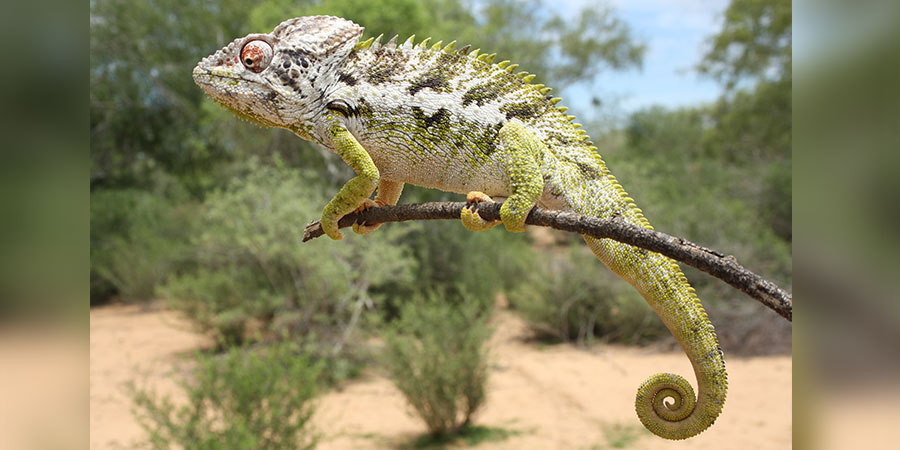 Maintaining biodiversity despite land use: Spiny chameleon (<i>Furcifer verrucosus</i>). Madagascar Photo: Balten Laustroeer