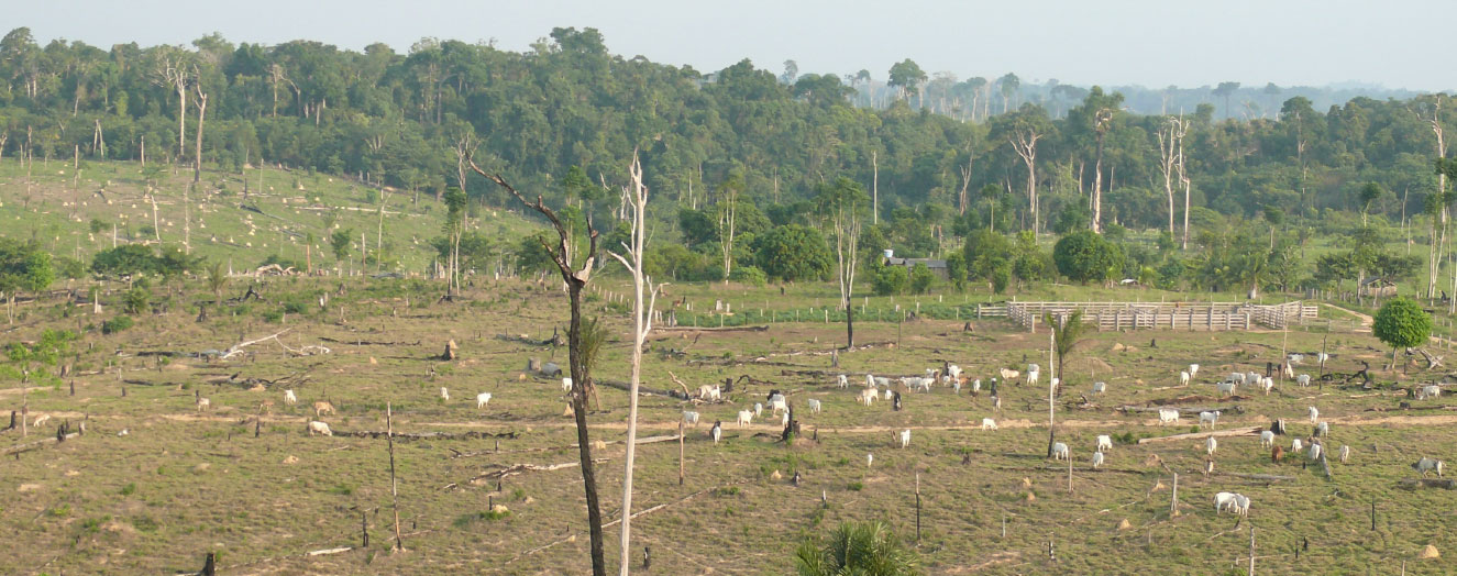 Regenwälder werden in Pará zuerst meist in Weiden umgewandelt Foto: S. Hohnwald