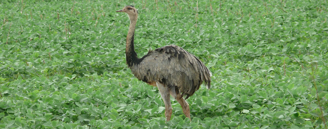 Nur wenige tierarten können in Sojamonokulturen überleben, wie z.B. der Nandu Foto: S. Hohnwald