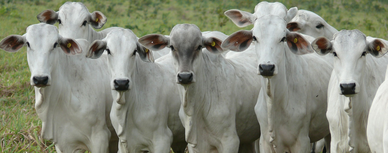 The Nelore cattle breed is often reared on large farms as it is well adapted to the tropical climate Photo: S. Hohnwald