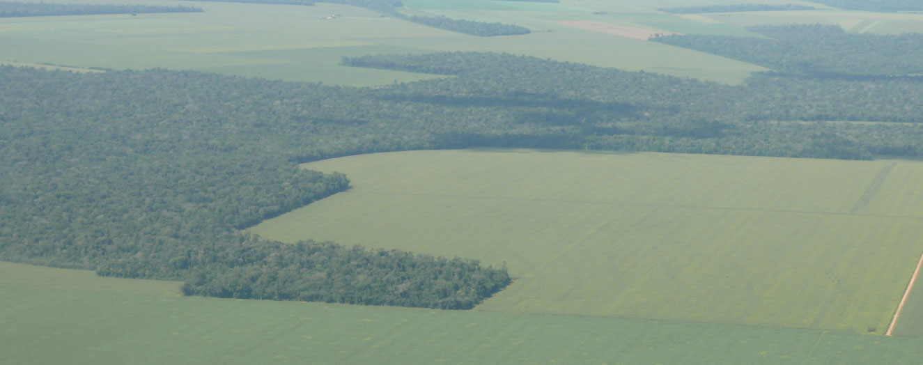 Intensive soya and maize crops make a stark contrast with the rainforest near Sinop Photo: S. Hohnwald