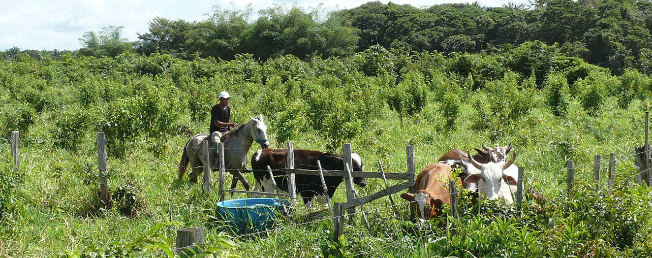 Artenreiche  Agro-Silvo-Pastorile Systeme für die nachhaltige Bewirtschafftung Foto: S. Hohnwald