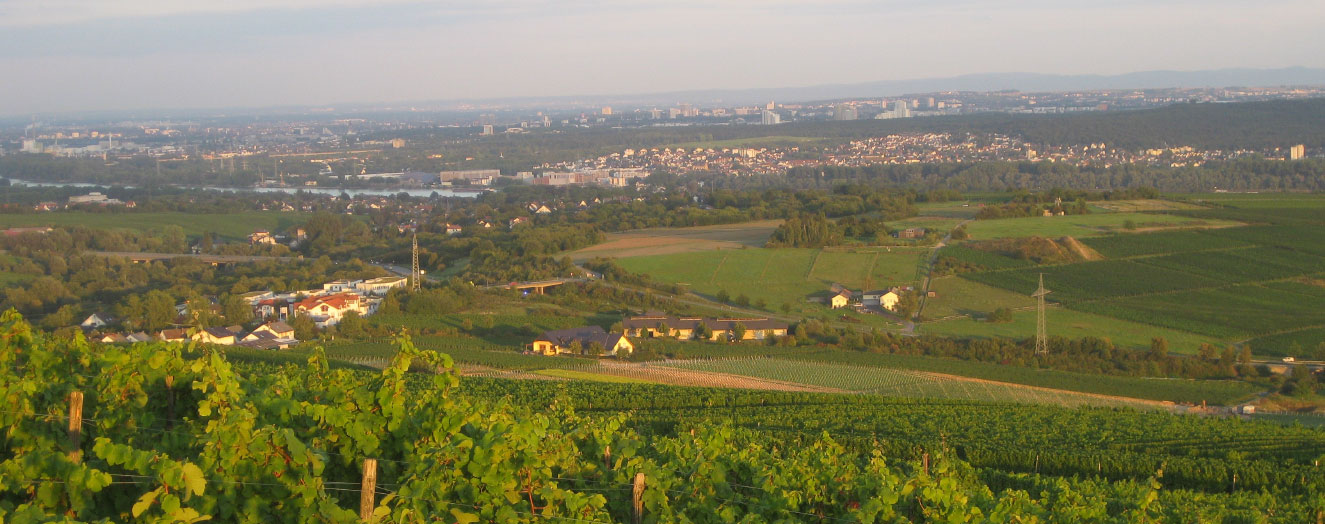 The Rhine-Main region: Agricultural production in the urban agglomeration Photo: M. Bathke