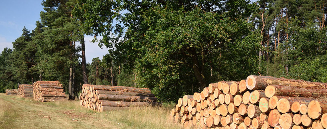 Forestry work: Harvested and handled timber Photo: J. Fick