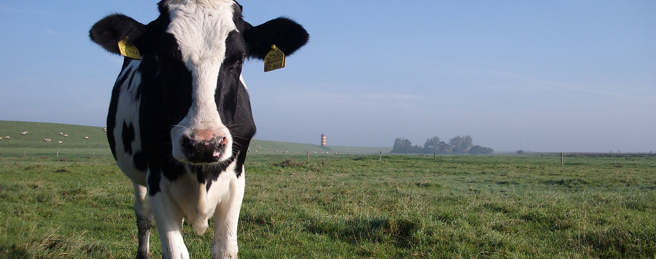 Cattle grazing on grasslands of Eastern Frisia Photo: H. Timmermann