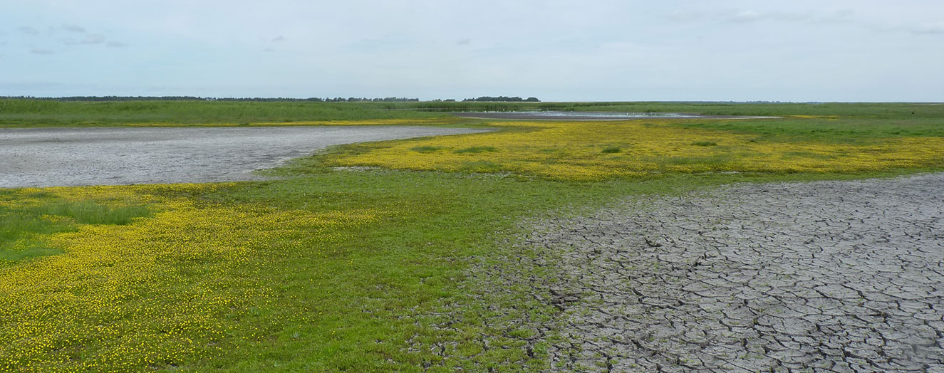 Managed realignment in the 'Insel Koos, Kooser See und Wampener Riff' nature conservation area Photo: J. Mantilla-Contreras