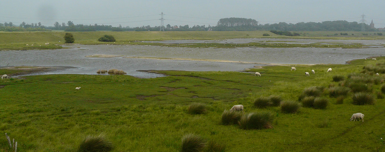 Sheep grazing in a polder in Zeeland, The Netherlands Photo: M. Kleyer