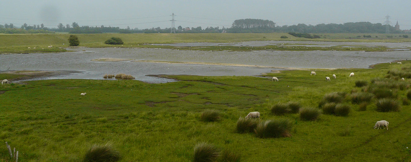 Schafbeweideter Polder in Zeeland/Niederlande Foto: M. Kleyer