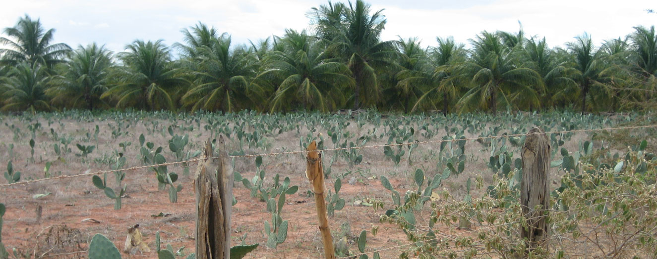 Die Pflanze Opuntia und Kokospalmen im Bewässerungsprojekt Apolônio Sales Foto: M. Siegmund-Schultze