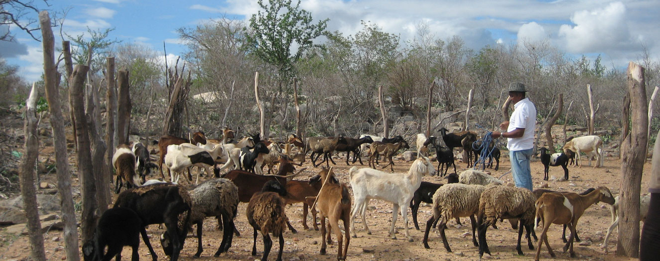 Tierhalter mit seiner Herde aus Schafen und ziegen in Itacuruba Foto: M. Siegmund-Schultze