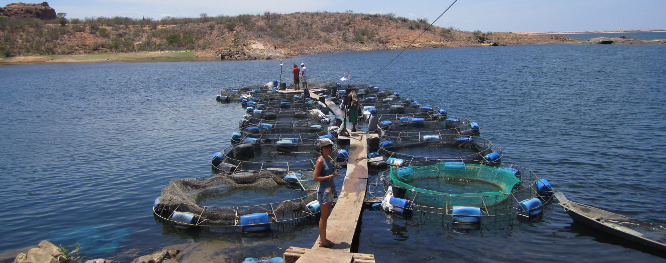 Aquakultur im Itaparica Stausee - fast immer mit Tilapia (<i>Oreochromis niloticus</i>) besetzt Foto: M. Guschal