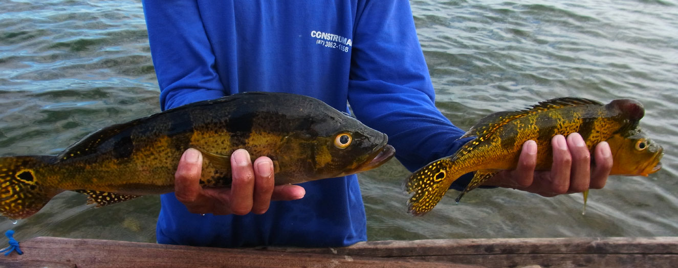 Tucunaré (<i>Chicla sp.</i>) from the Intaparica reservoir Photo: M. Koshkin