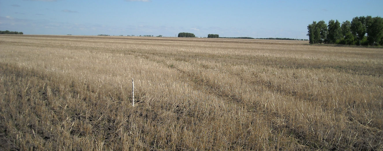 Direktsaatparzellen nach der Aussaat in der Waldsteppe des Kulundagebietes Foto: T. Meinel