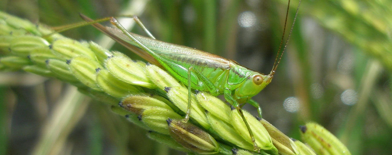 Grasshoppers can have both benefical and detrimental effects on rice ecosystems Photo: S. Hotes