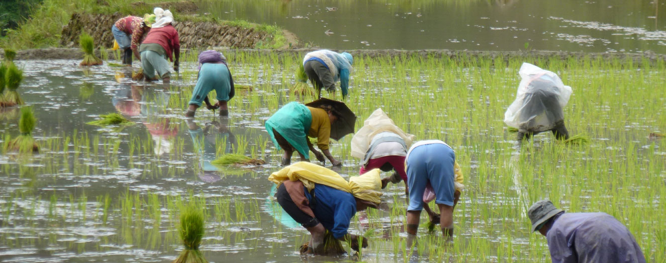 Rice planting in Bangaan. Philippines Photo: J. Settele