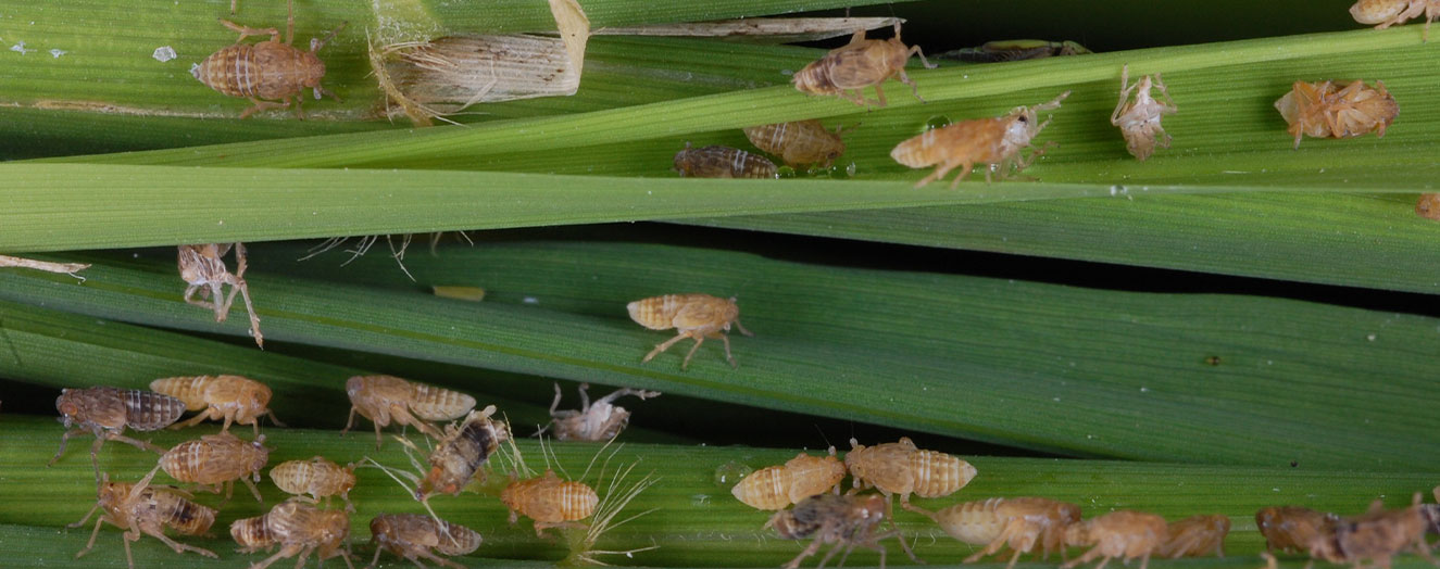 Infestation  of rice by Brown planthopper (<i>Nilaparvata lugens</i>) Photo: S.Villareal |IRRI