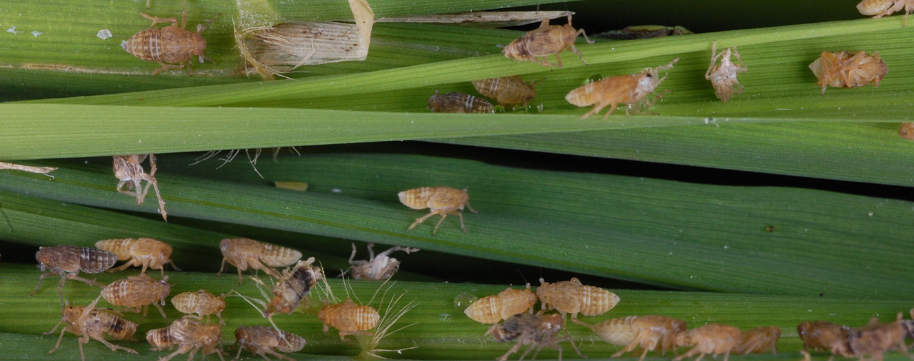 Befall von Reis.  Braune Zikade (<i>Nilaparvata lugens</i>) Foto: S.Villareal |IRRI