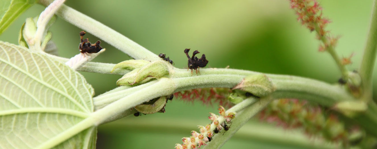 Buckelzikaden (<i>Centrochares sp.</i>) und Ameise haben eine mutualistische Symbiose. Philippinen Foto: S.Villareal, IRRI