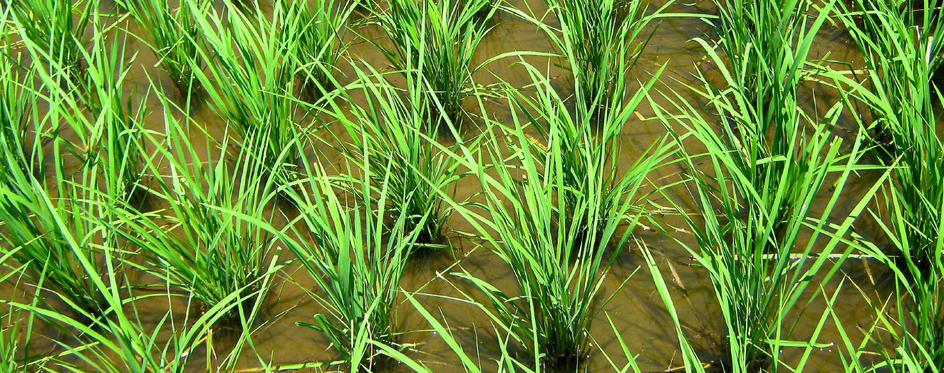 Überfluteter Reisfeld Foto: D. Meinardi 