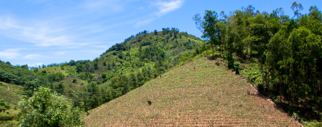 Ananasplantage nach der Ernte im Distrikt Dai Loc, Provinz Quang Nam Foto: D. Meinardi 