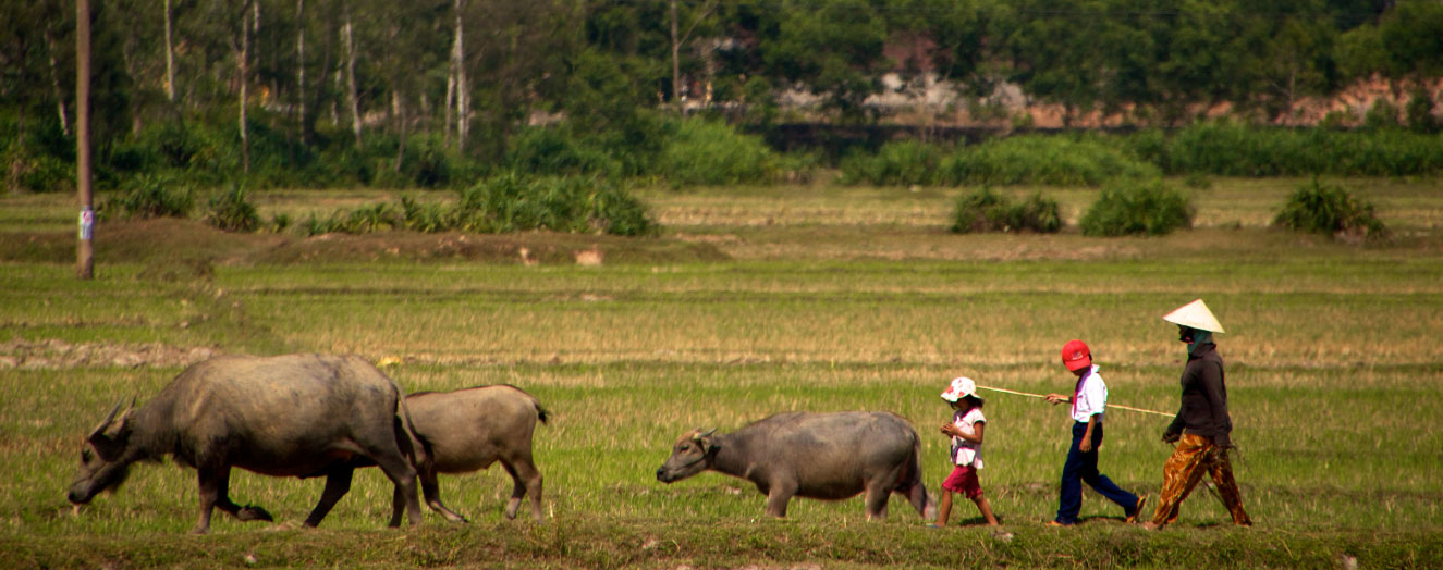 Reisbauern mit Wasserbüffeln nach der Reisernte in den Lowlands Foto: D. Meinardi 