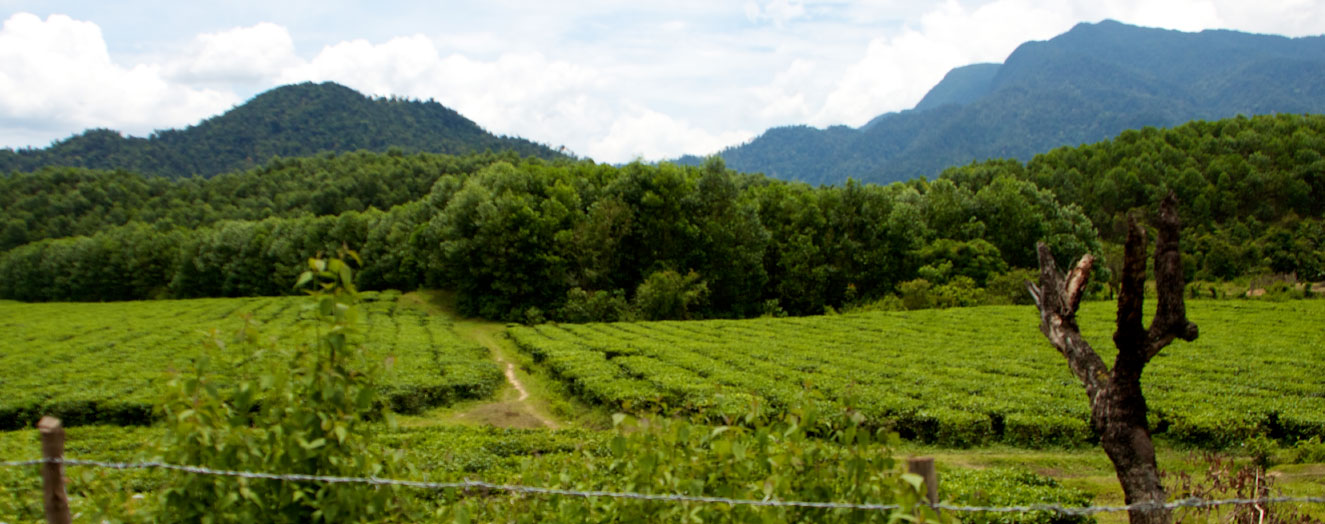 Landwirtschaftlich genutzte Fläche. Vietnam Foto: D. Meinardi 