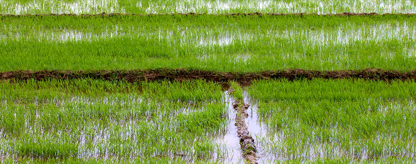 Flooded early-stage rice paddy, directly sown in the Vu Gia and Thun Bon River delta, Quang Nam province Photo: D. Meinardi