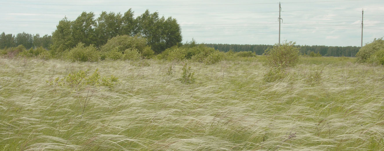 Federgrass, Sibirien Foto: N.Hölzel