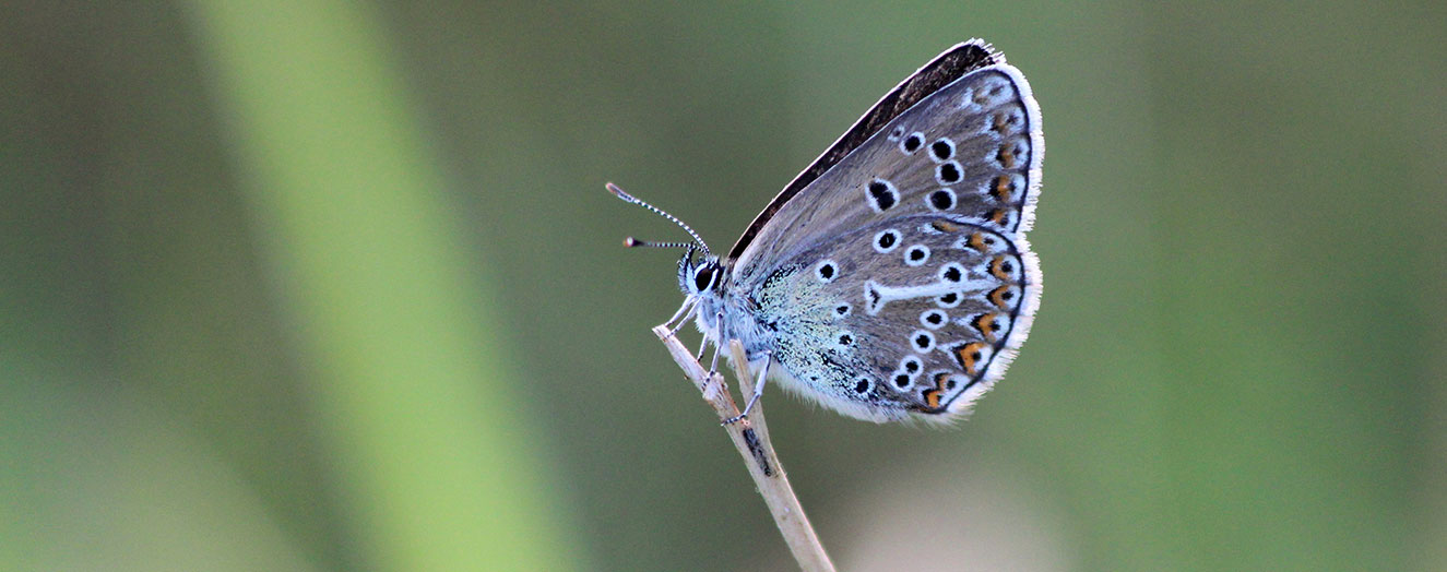 Silver-studded blue Geranium Argus (<i>Aricia eumedon</i>) Photo: S. Weking