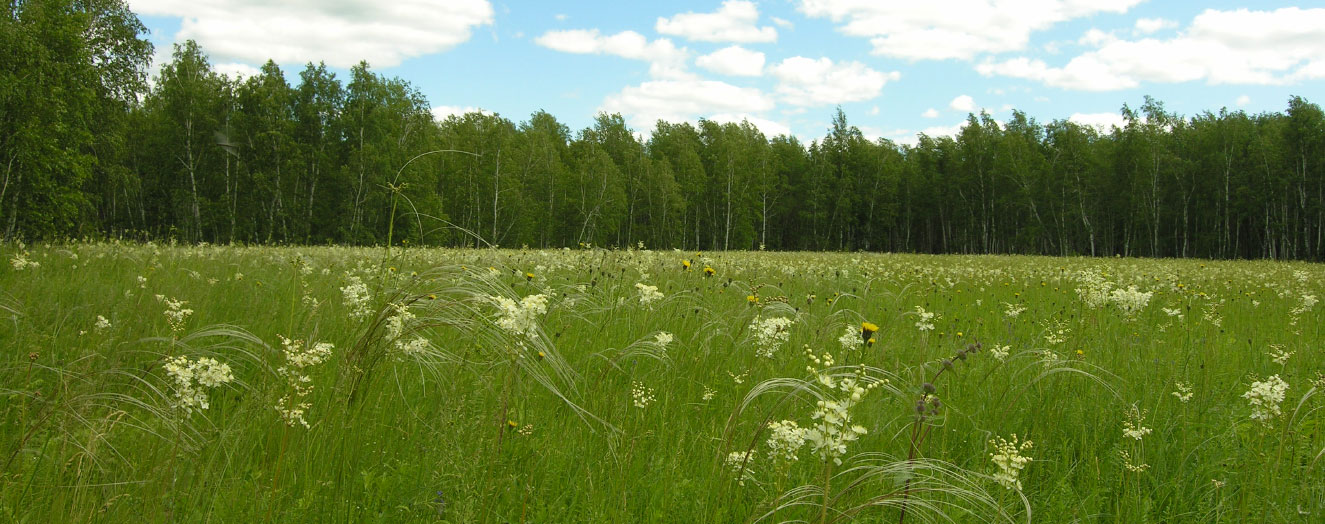 Forest steppe of  Western Siberia Photo: N.Hölzel