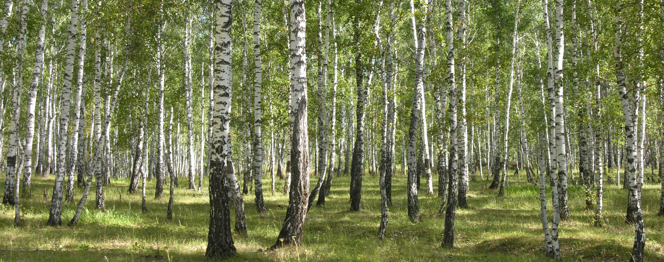 Sibirisches Birkenwald in der Waldsteppe Foto: N.Hölzel