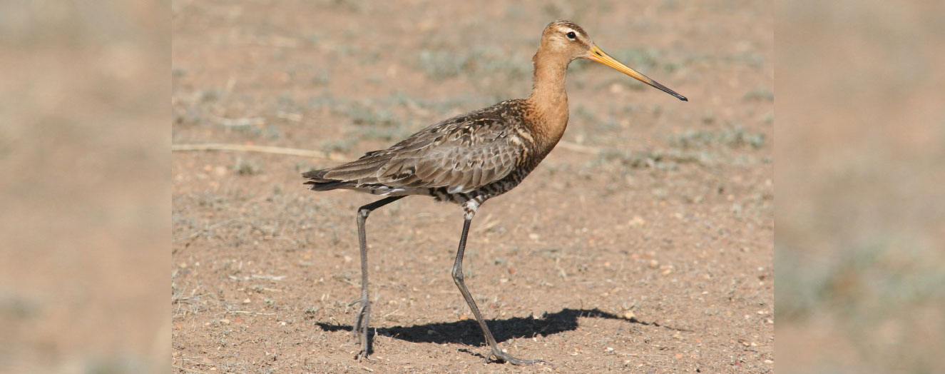 Uferschnepfe (<i>Limosa limosa</i>), auf Feuchtwiesen noch weit verbreitet Foto: M. Koshkin