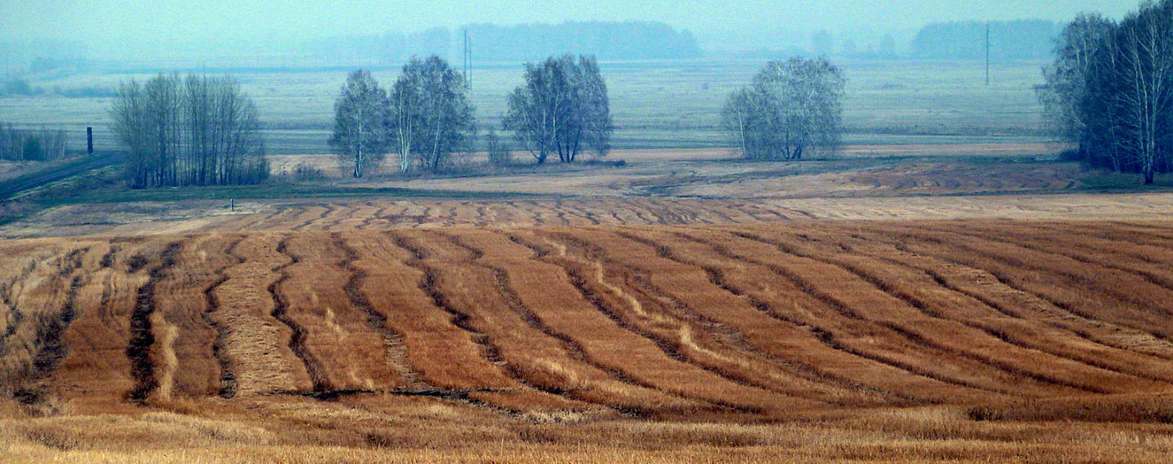 Stubble fields before sowing Photo: P. Kues
