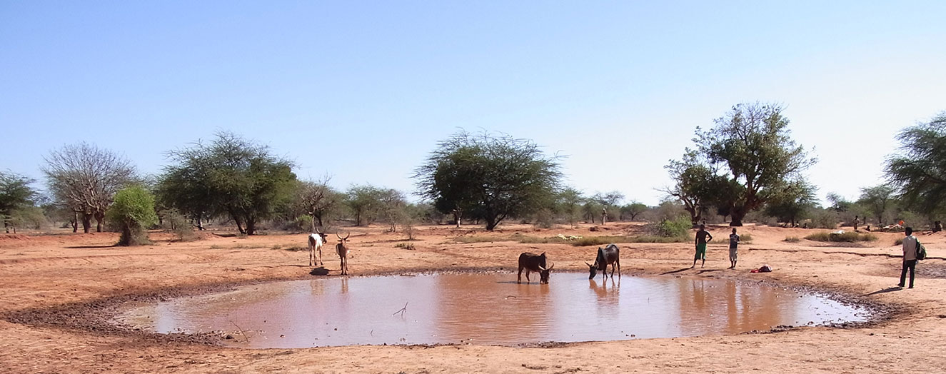 Cattle at a water hole, Mahafaly Plateau Photo: J. Goetter