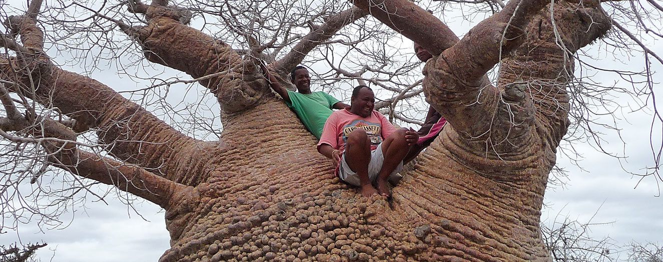 der Baobabbaum mit seinem großen Wasserspeichernden Stamm Foto: S. Kobbe