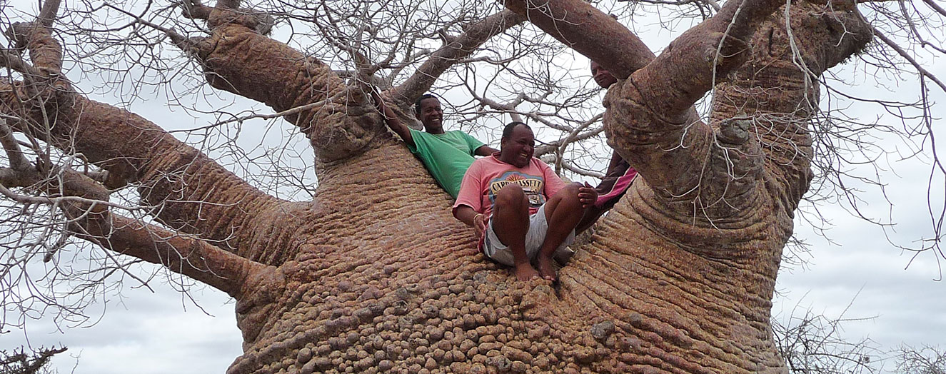 The Baobab tree with its vast water storing trunk Photo: S. Kobbe